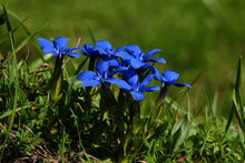 The Wild Australian Gentiana - A beautiful Floral Metal Home or Office Wall Decor.